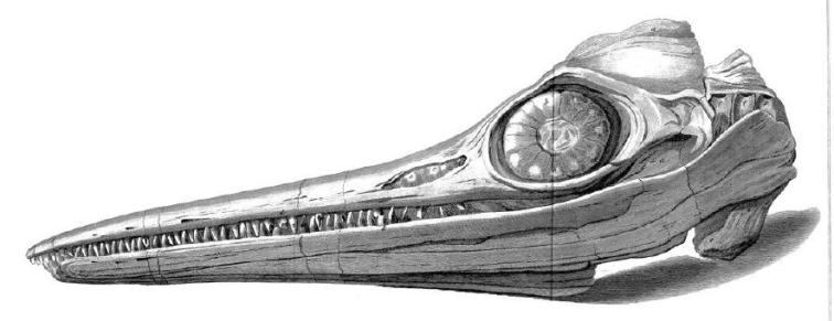 Fossil skull of an ichthyosaur