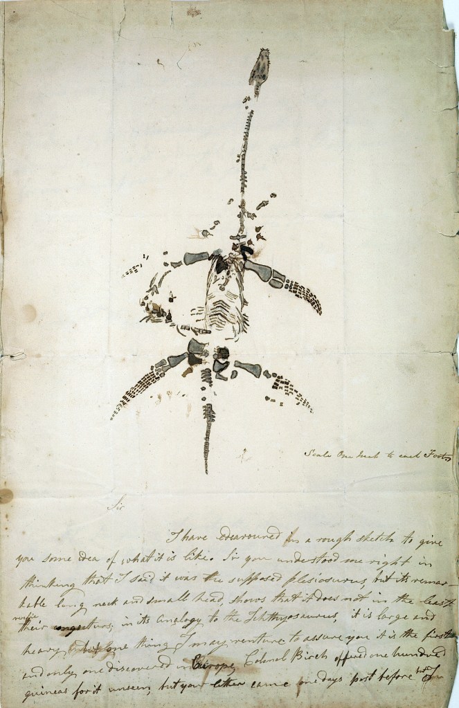 Handwritten letter accompanied by a sketch of a plesiosaur fossil skeleton