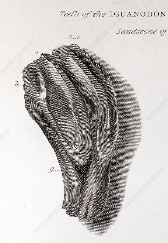 Lithograph sketch of an iguanodon tooth that is ridged and wider at the top than the bottom