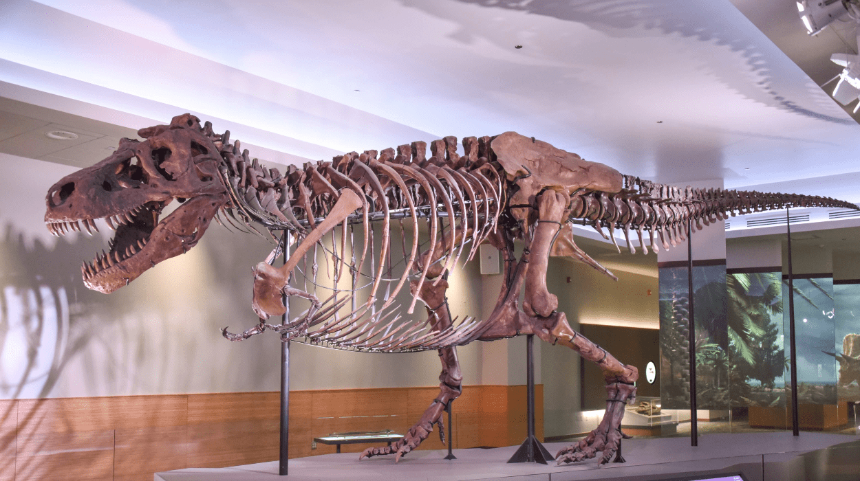 A large tyrannosaurus rex fossil skeleton in a museum display