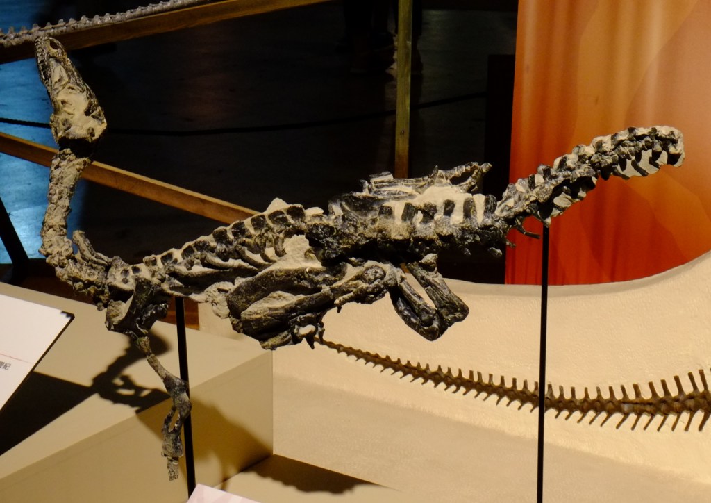Partially complete spine, limbs, and lower jaw of a small dinosaur fossil
