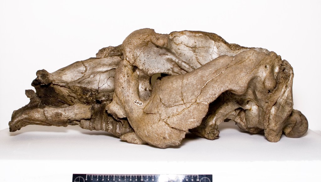 A fossil skull of a giant ground sloth